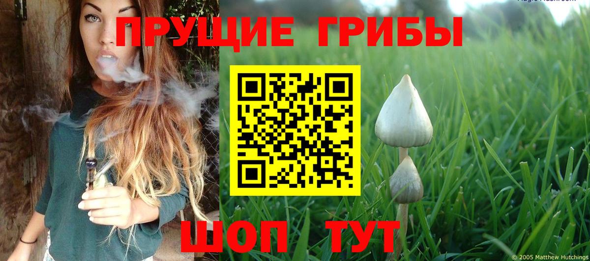 Псилоцибиновые грибы Psilocybe Ахтубинск